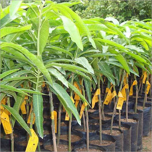 Mango Grafted Plants