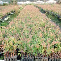 Clone Eucalyptus - Clone No. K25 & K413, 1-2 Feet Size, Ideal For Agro-forestry | Organically Grown, Requires Less Irrigation, Free From Herbicides