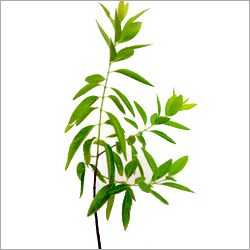 White Sandalwood Plant