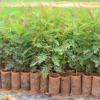 Silver Oak Seedlings