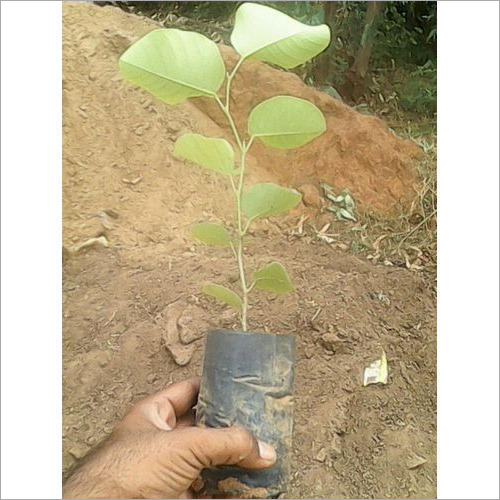 Red Sandal Plant