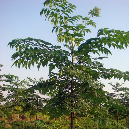 Melia Dubia Plants