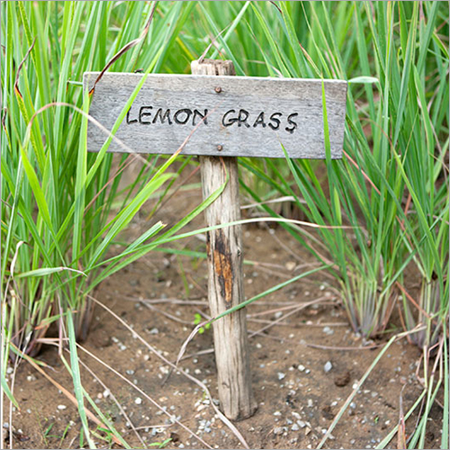 Lemongrass in Garden