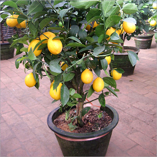 Lemon Plants
