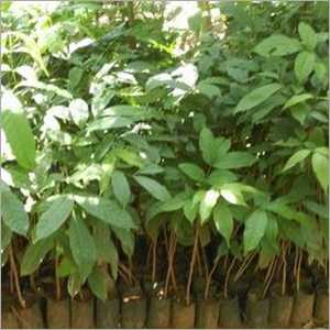 Mahogany Plant