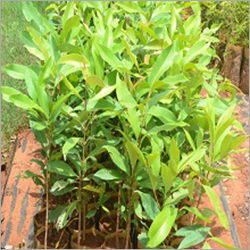 Jamun Plants