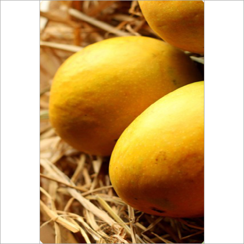 Kesar Mango Pulp