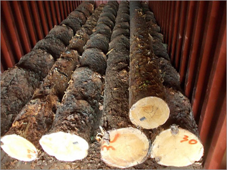 Sylvestris Pine Wood