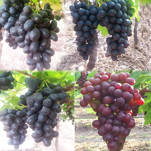 Preserved Grapes