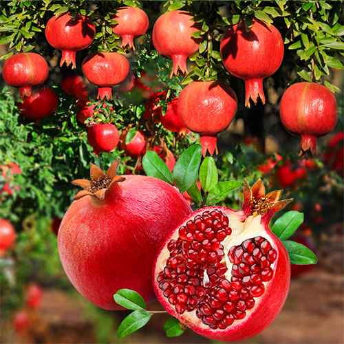Preserved Pomegranate