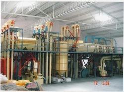 Chana Besan Plant