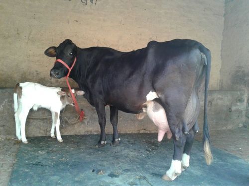 Hf Cows Suppliers In Karnal