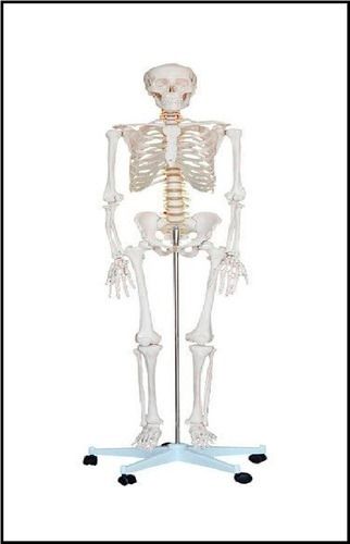 Human Skeleton