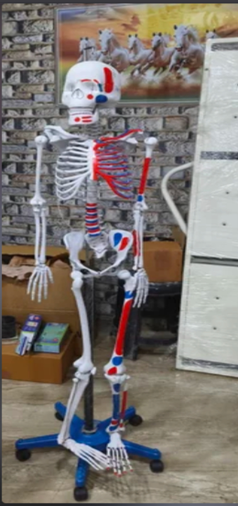 Human Skeleton