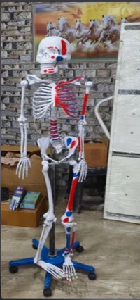 Human Skeleton - Life-size, Off-white Pvc Plastic | Features Nerve Branches, Removable Limbs, Skull With Removable Teeth, 16" Base