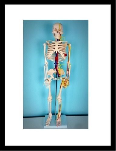 Human Skeleton with Nerves & Blood vessels
