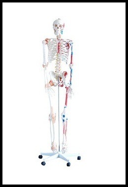 Human Skeleton with Muscles & Ligaments