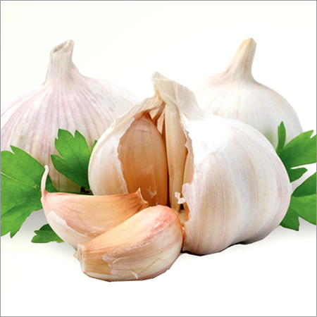 Garlic