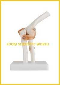 Elbow Joint With Muscles - Pvc, Advanced Polymer & Metal, 30x15x20 Cm, Hand-painted, Movable Articulation, Detachable Muscles