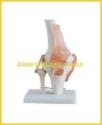 knee joint with muscles