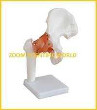 Hip Joint With Muscles - Hand-painted Pvc, 30x14x25 Cm, Natural Bone And Muscle Colors, Removable Components, Movable Joint