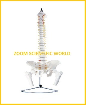 Vertebral Column with Pelvis and Femur Heads By ZOOM SCIENTIFIC WORLD