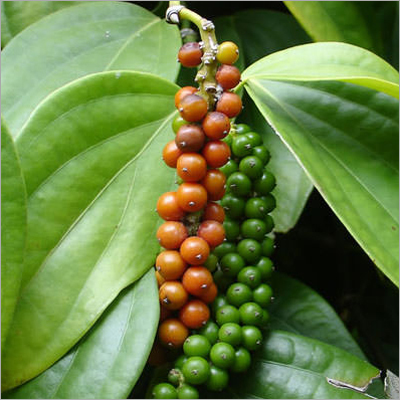 Green Pepper