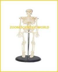 Mini Human Skeleton