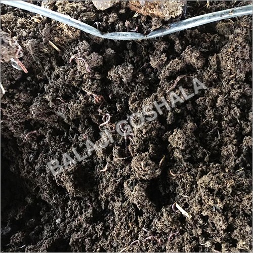 Organic Vermicompost Manure