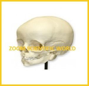 Foetal Child Skull (Infant Skull)