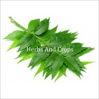 Neem Leaves Neem Leaves