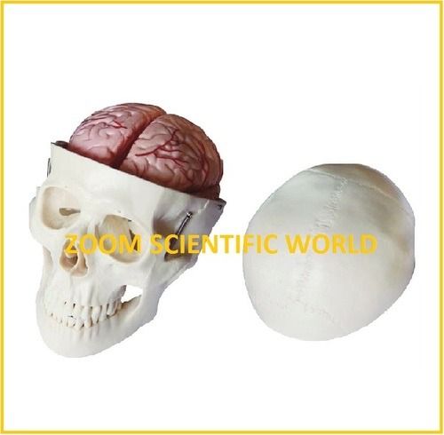 Skull Model with 8 Parts Brain