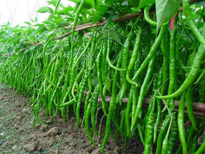 Fresh Cut Green Chilli