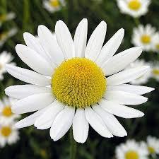 Chomomile Oil Cream Application: Apply Thick Smear On Whole Nipple
