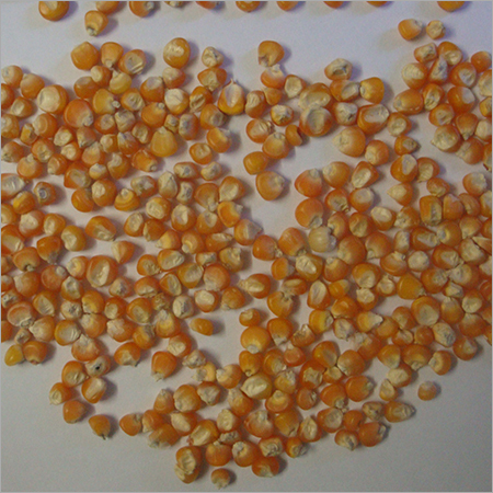Bold Orange Maize By SHREE RAGHVENDRA AGRO PROCESSORS