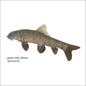 Garra Rufa Fish
