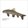 Garra Rufa Fish