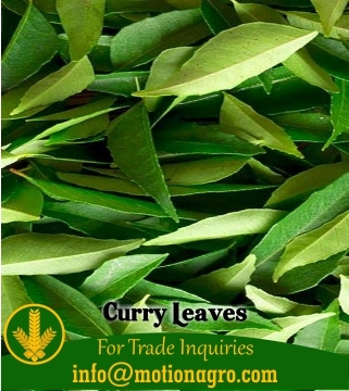 Curry Leaves / Curry
