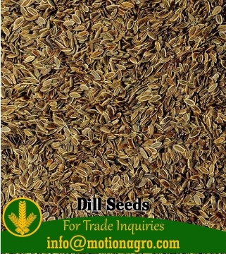 Dill Seeds