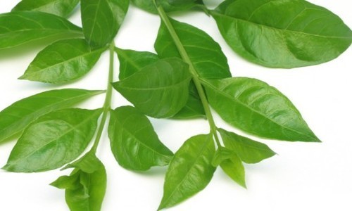 Henna Leaves - 100% Natural, Fresh Herbs for Body Art and Hair Treatment | Skin-Friendly, Highly Effective, Safe for Adults