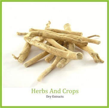 Yellow Ashwagandha Extract