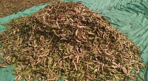 Dried Banana Peel and Powder - Organic Material, Solid Form, Brown and Green Color | Elevated Calcium Value, 100% Purity, Delicate Fragrance, Sweet Taste