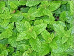 Mint Leaves - Dried Herb | Premium Grade, Refreshing Taste, Soothing Aroma, Excellent Cooling Effects, Suitable for All Age Groups