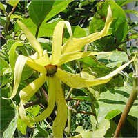 Cananga Oil Cas No: 68606-83-7