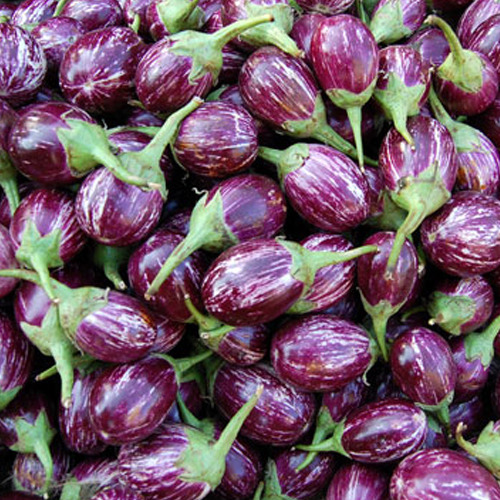 Fresh Brinjal