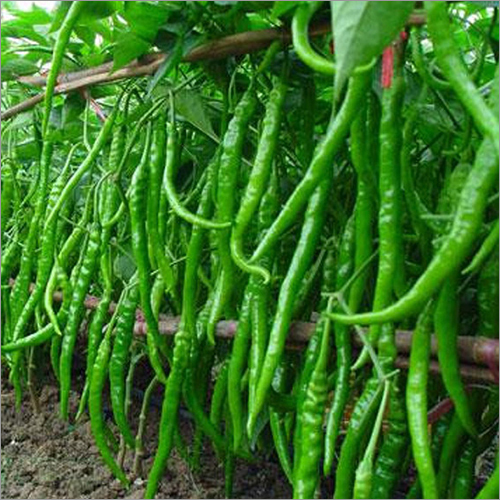 Fresh Green Chilli