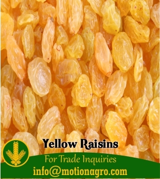 Yellow Raisins - Large Dried Grapes | Premium Quality, Ideal for Cooking, Baking, and Snacking