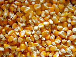 Yellow Corn Seeds Shelf Life: 7 Days
