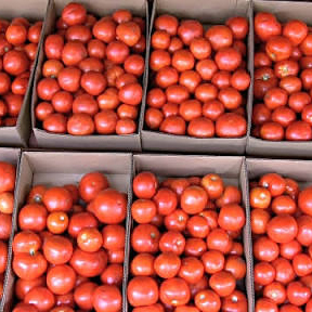 Fresh Tomato