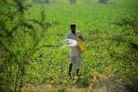 Potassic Fertilizer